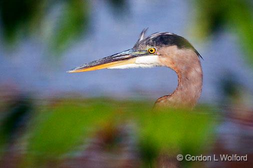 Heron Head_26004.jpg - Great Blue Heron (Ardea herodias) photographed near Lindsay, Ontario, Canada.